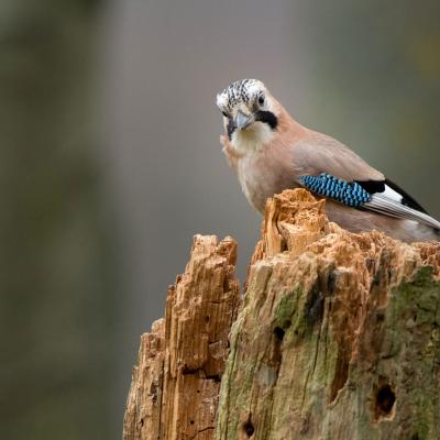 Bild 1 zu WWF-Tour: Die erstaunliche Sprache der Vögel am 28. April 2024 um 09:00 Uhr, Naturpark Lahn-Dill (Dautphetal)