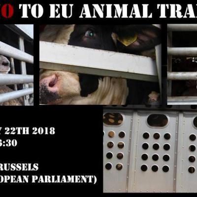 Bild 1 zu Protestkundgebung zu EU weite Tiertranporte am 29. September 2018 um 11:00 Uhr, Köln (Köln)