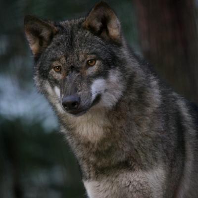 Bild 1 zu Futtertour zu Wolf & Co. am 12. April 2020 um 13:00 Uhr, Wildpark Schwarze Berge (Rosengarten)