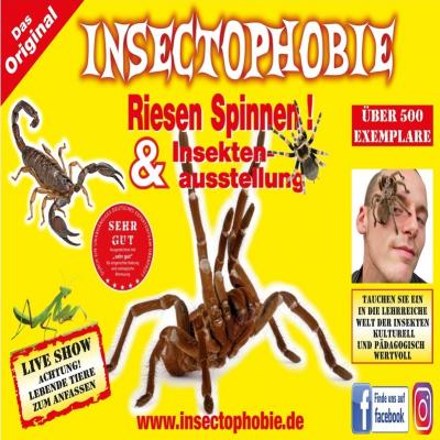 Insectophobie Riesenspinnen & Insekten