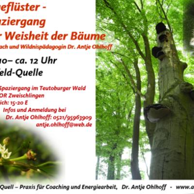 Baumspaziergang  mit der Weisheit der Bäume