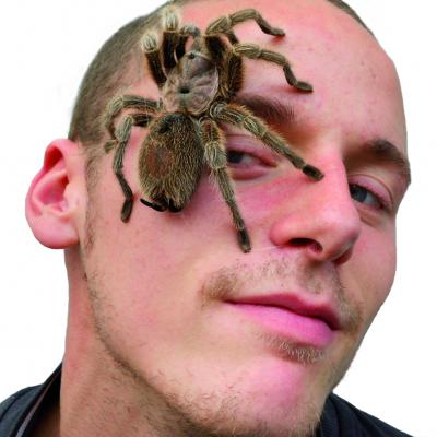 insectophobie Riesen Spinnen & Insekten