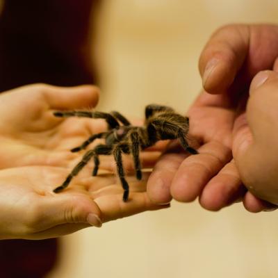 Bild 1 zu insectophobie Riesen Spinnen & Insekten am 02. Juni 2024 um 11:00 Uhr, Sport und Kulturhalle (Pfunkstadt)